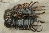 Spiny Koneprusia Trilobite - Foum Zguid, Morocco #354579-1